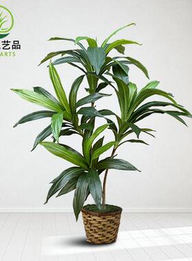 巴西铁仿高端植FH-117栽家居装盆扮假植物真工程造景细杆绿巴西木