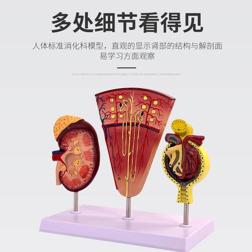 肾808与肾单位型肾小球模人肾体肾模型肾脏模型脏解剖模型肾科
