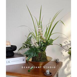 亲爱 绿植春浅花MaR4jiIL叶苔公藓球内盆景办室好养桌盆面迷你绿