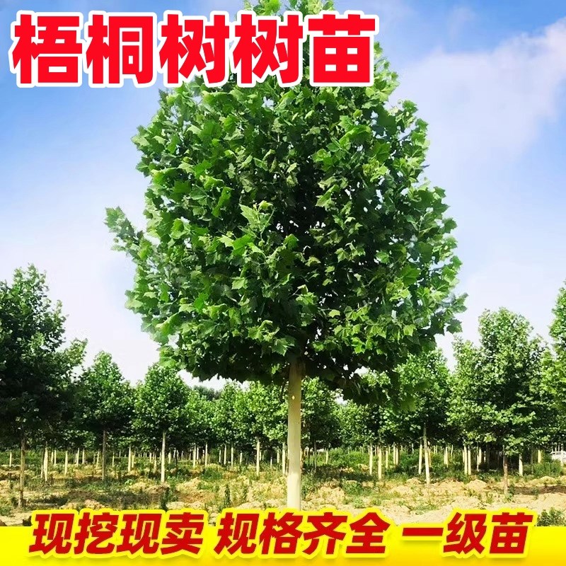 法国梧桐树树苗大树庭院风景树行道园林绿化O苗木南方种植青桐法