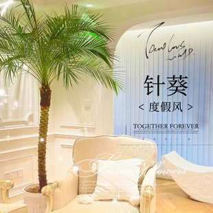 针葵树盆栽室内大型绿植物办公室客厅阳台大花盆落地式 真花龙血树