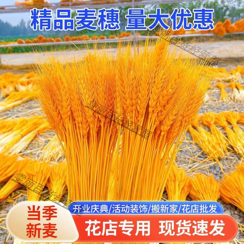 大麦穗黄金开业天然麦穗大麦干花篮源头厂家整箱
