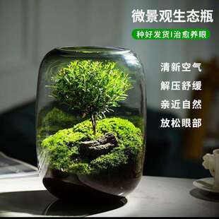 微观造景懒人苔藓微景观办公室宿舍生态植物生态瓶生命之树真植物