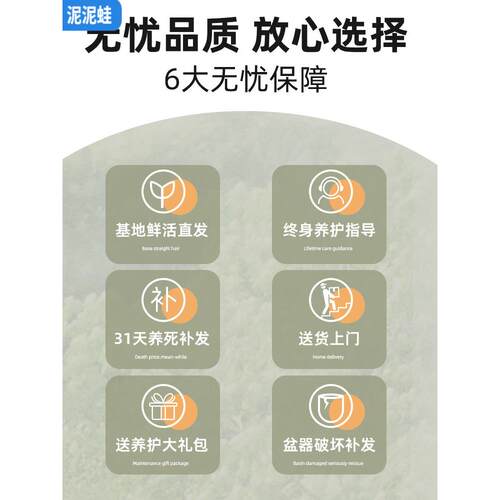 造型公加拉榕盆gy815730栽高山榕室内孟厅大型客绿植办室四季常绿