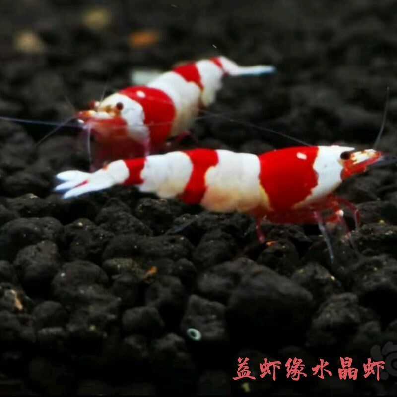 观赏虾水晶虾红白纯血繁殖组成母抱卵母水晶虾观赏虾宠物虾送虾粮