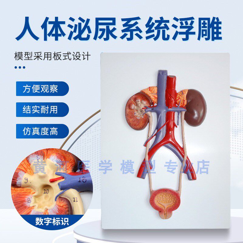 浮雕款 人体泌尿系l统模型 肾 输尿管膀胱尿道模型 肾解剖模型医