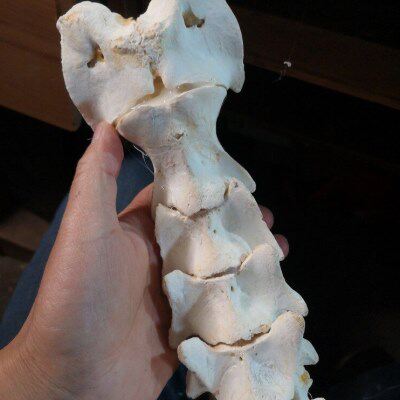 羊脊椎骨标本制作真实教学用脖子骨脊椎骨完整一组头骨链接拼好的