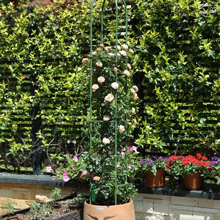 绿色花架爬藤架铁艺花柱架子阳台户外月季藤架支撑攀爬固定花支架