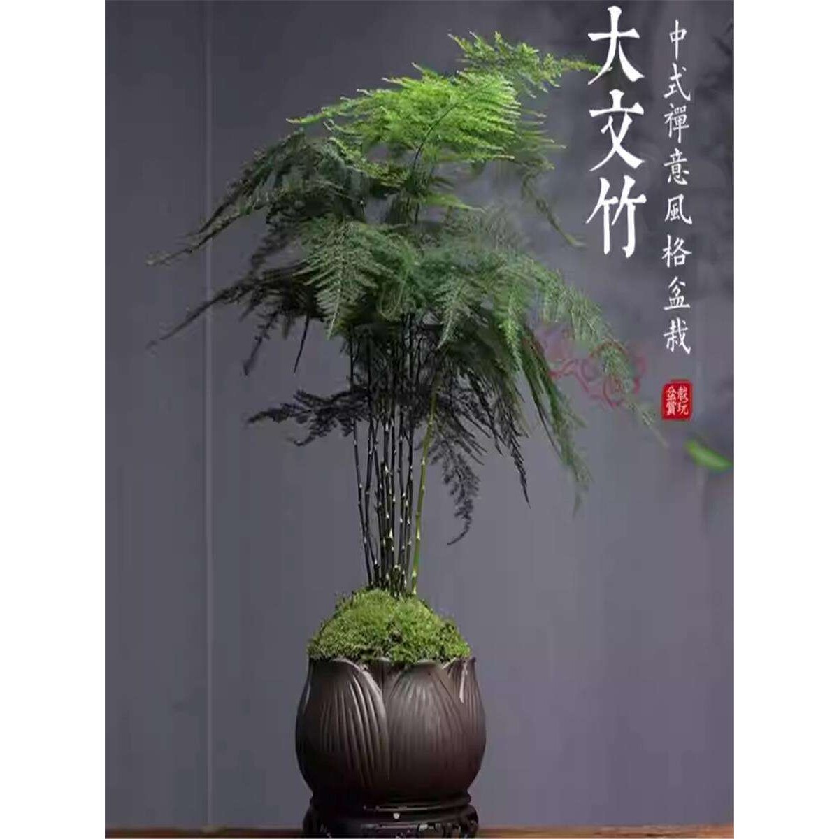 大文竹盆栽植物室内客厅精品创意中式禅意盆景四季常青绿植花卉