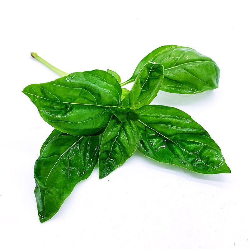 新鲜罗勒叶 新鲜蔬菜西餐可食用香料青酱调料 多省顺丰包邮