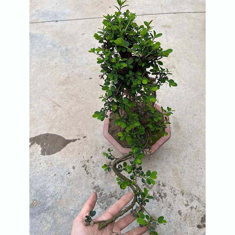 基直供山格木盆净栽四季中小型常青植物办公面室内化空气盆地景桌,鲜花速递/花卉仿真/绿植园艺,造型盆景,淘宝优惠券,粉丝福利购,淘宝优惠卷