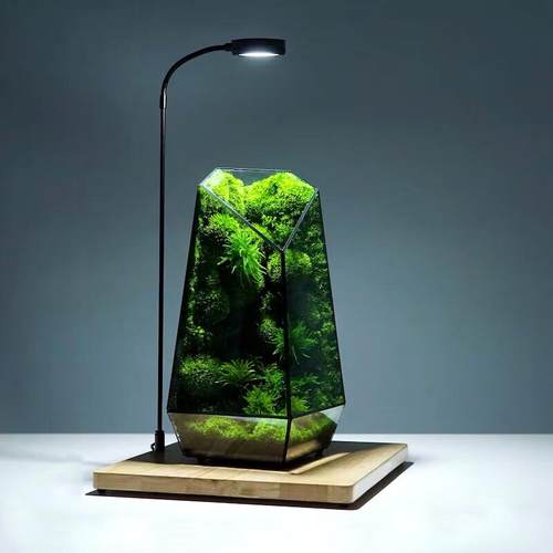 揽翼苔藓微景观生态雨林缸