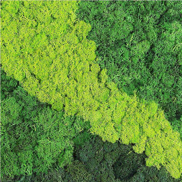 苔藓墙植物墙面装饰仿真青苔藓环保绿化装饰墙壁室内家居挂壁绿植