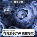 云南花香蓝莓新鲜水果官方旗舰店现摘原产地直发 直播推荐