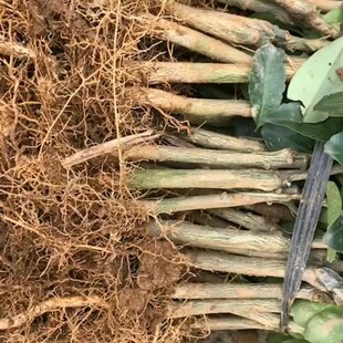 杨梅芽苗杨梅大苗杨梅小苗实生苗直生苗包成活东魁苗W乌梅苗绿化