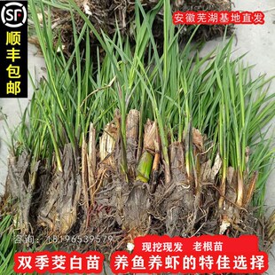 茭白种苗高瓜老根苗双季茭白苗z茭瓜苗高笋种根龙虾塘鱼塘种植现