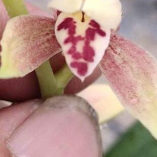 建兰四季兰夏兰4苗