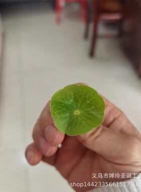 花仿真植物仿真花叶SH195胶布小荷叶酒店盘式型景观微饰小叶装子