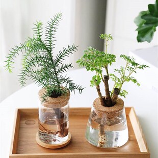 适合水养的花绿植好养活 四季水里养的植物懒人花卉家里盆栽工位