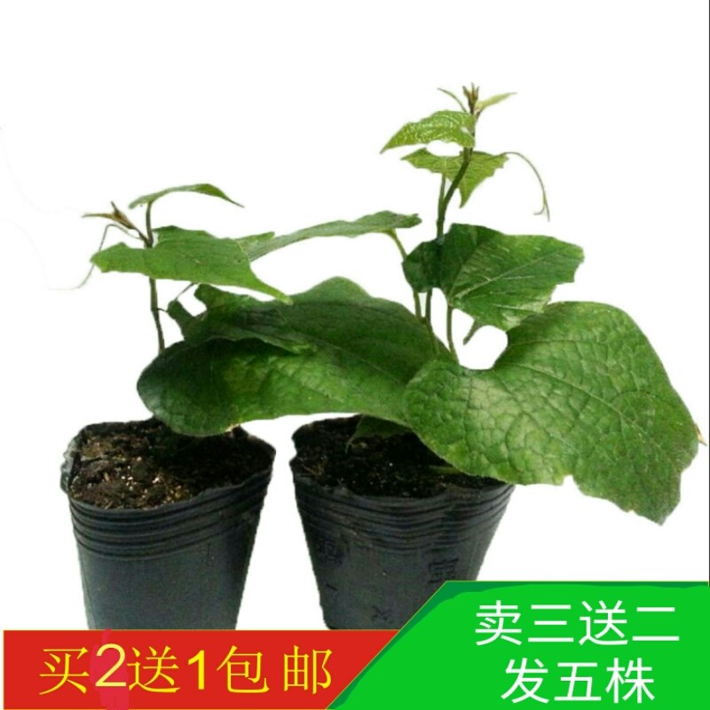 正宗罗汉果苗绿植广西罗汉果苗扦插罗汉R果苗庭院阳台种植