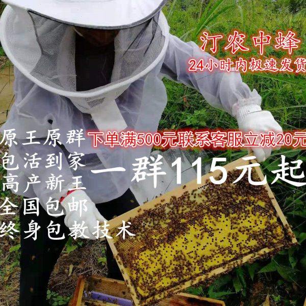 中蜂蜂群带王蜜蜂蜂群养殖带子脾阿坝中蜂带蜂箱中华土蜂出售包邮