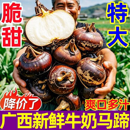 广西牛奶特大马蹄10斤新鲜蔬菜荸荠水果农家白马蹄即食特产包邮