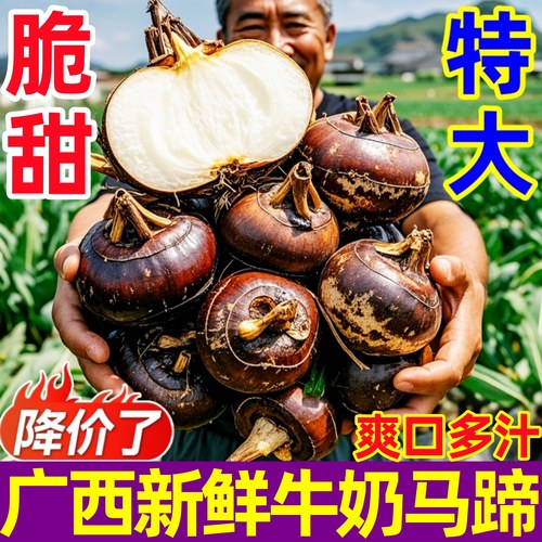 新鲜广西马蹄特大果脆甜多汁无渣
