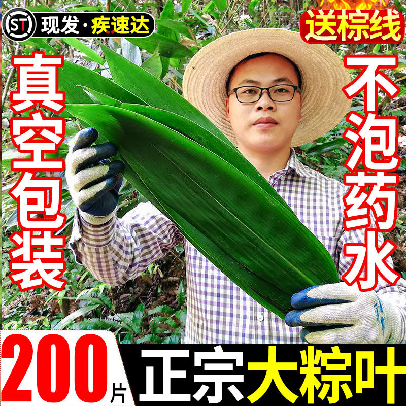 新鲜粽叶粽子叶200片现摘特大箬叶干粽叶批发商用非芦苇送粽绳