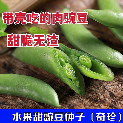 奇珍水果甜豌豆种子肉豌豆