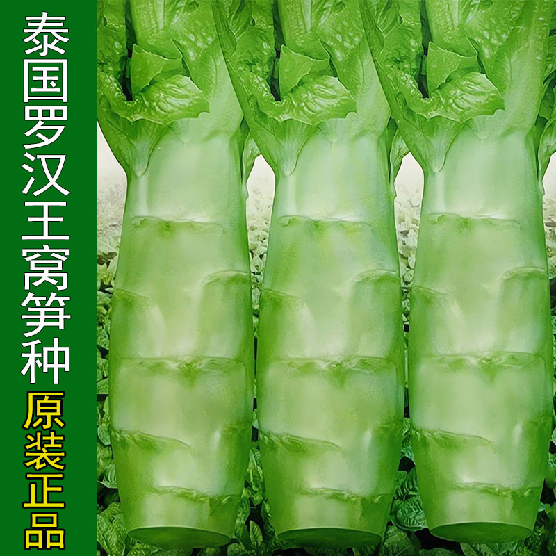 泰国罗汉王莴笋种籽圆叶粗壮莴苣鸡腿莴笋四季播耐热南方蔬菜种子