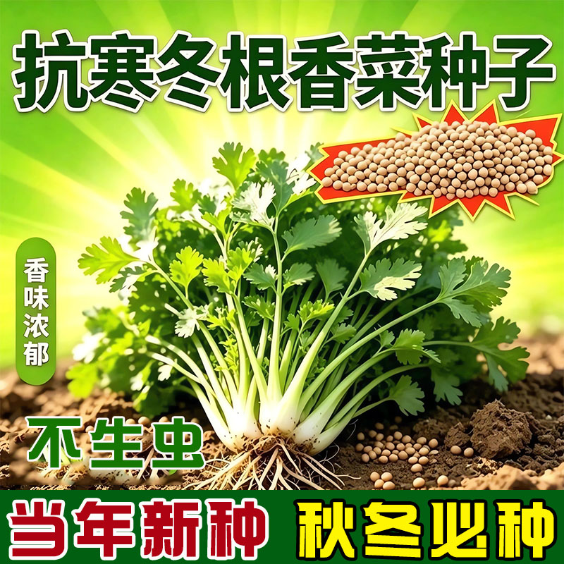 抗寒冬根香菜种子耐寒越冬