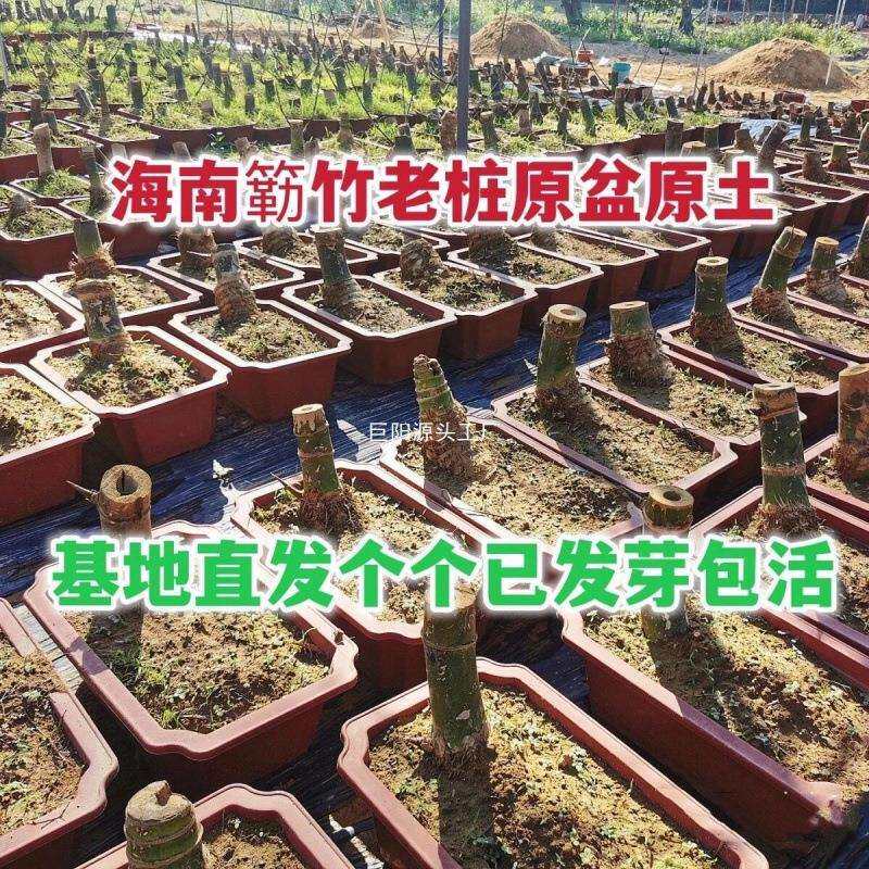 小叶簕竹室内办公室桌面绿植花卉易活好养客厅懒人小盆栽上档次