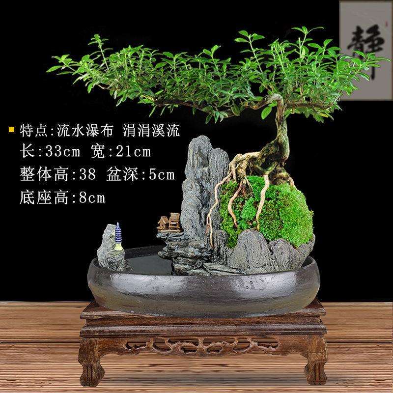 老树提根六月雪盆景植物室内福建茶盆栽老罗汉松绿植山水假山造景