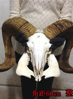 藏区真羊头头骨工艺品标本装饰品 天然牦牛羊头壁挂家居摆件