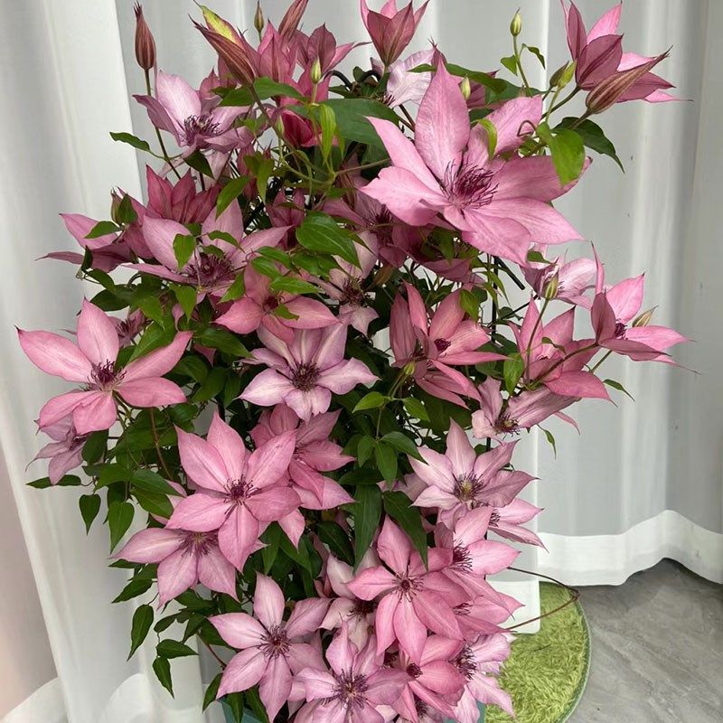 吉赛尔铁线莲花苗爬藤花卉植物重瓣大花藤本花卉庭院爬墙四季无刺