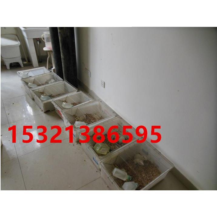 大鼠实验笼/大小鼠笼/白鼠繁殖笼/小鼠饲养笼子/小鼠实验笼