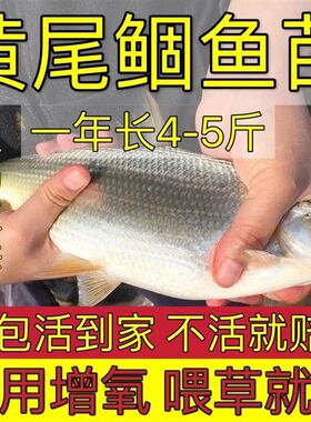 黄尾鱼苗黄尾鯝鱼苗黄片鱼苗黄鱼苗包活淡水养殖鱼苗冷水鱼苗30条