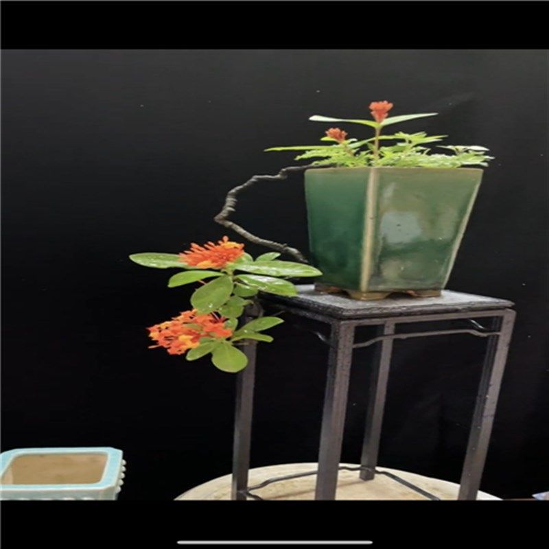 海岛龙船花百日红造形盆景室内绿植冬天不落叶,鲜花速递/花卉仿真/绿植园艺,造型盆景,淘宝优惠券,粉丝福利购,淘宝优惠卷