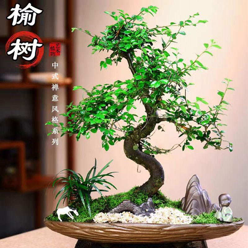 小叶提根榆树盆景榔榆桌面盆景室内好养绿植书房茶桌禅意盆栽礼品