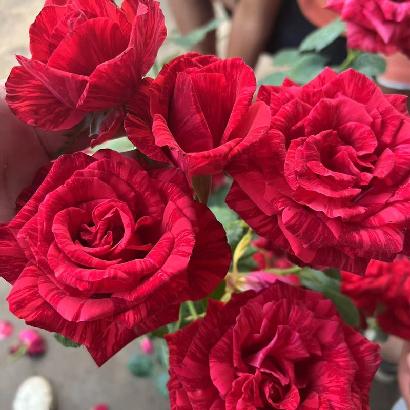 一加仑 扦插红色直觉 扦插中苗原盆原土发货