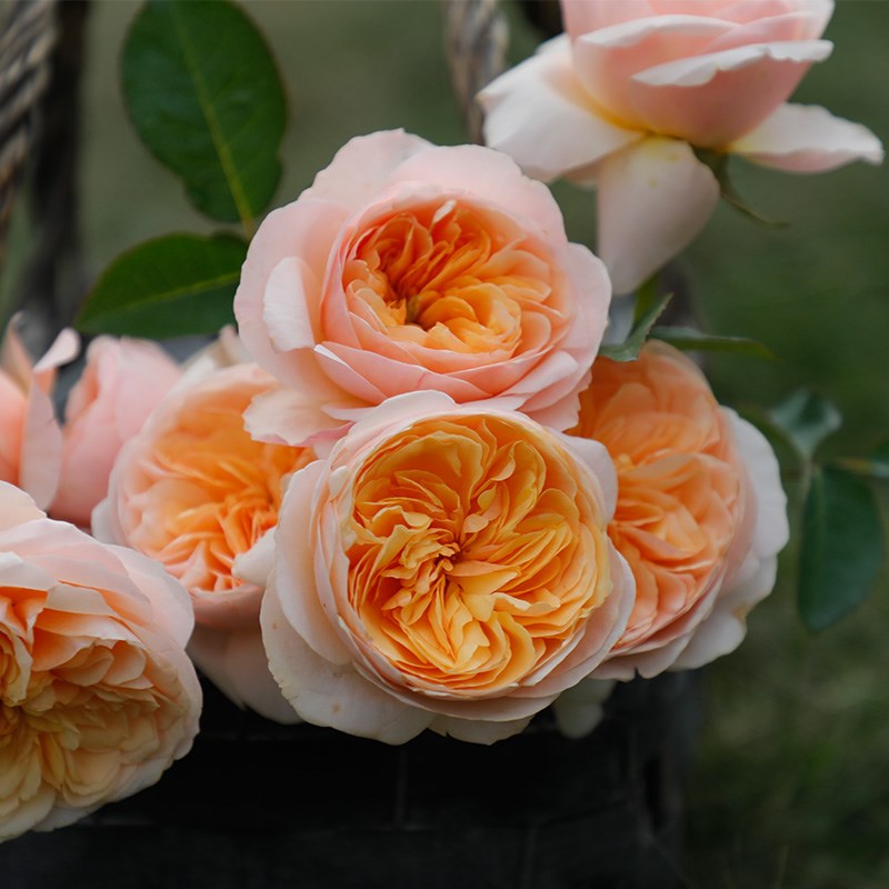 朱丽叶月季花苗开花特大花橘黄玫瑰花室内阳台四季盆栽花卉绿植