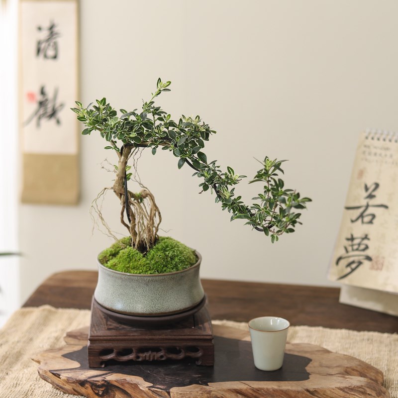 六月雪真盆景室内悬崖式植物造型摆件中式茶室阳台绿植花卉盆栽