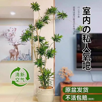 金边百合竹树苗客厅大型落地旺宅真E绿植办公室内老桩造型花卉盆