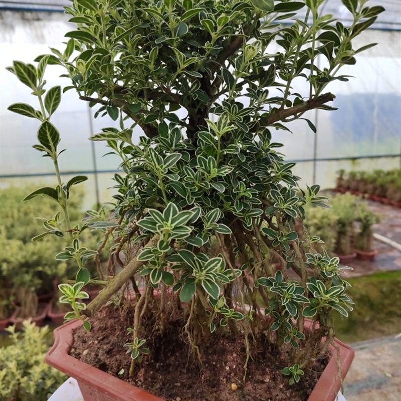 钰林园艺,金边六月雪提根盆栽3