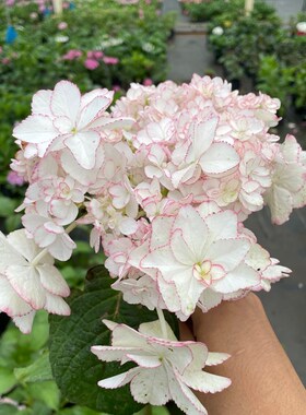 知春园艺 列伊新品大花绣球多年生花园庭院阳台花卉植物盆栽苗