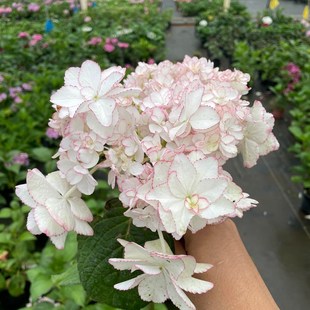 知春园艺 列伊新品大花绣球多年生花园庭院阳台花卉植物盆栽苗