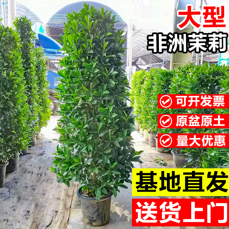 非洲茉莉盆栽客厅庭院大型落地真花绿植办公室内净化空气花卉植物