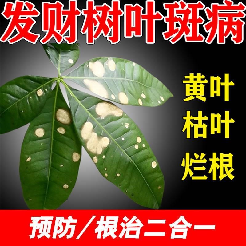 发财树叶子黄斑黑斑叶斑专用的药叶子发黄白斑枯萎杀菌剂