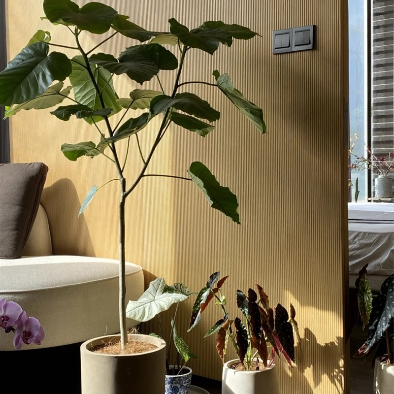 造型爱心榕绿植爱心大叶办公室内客厅书房阳台庭院观叶大型绿植