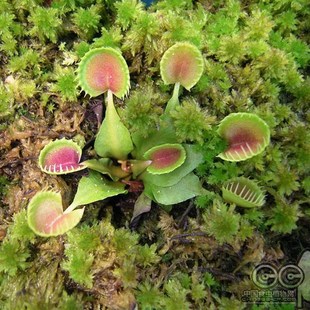 活水苔 食虫草专用新鲜水苔泥炭藓 捕蝇草铺面 保湿美观 微景观